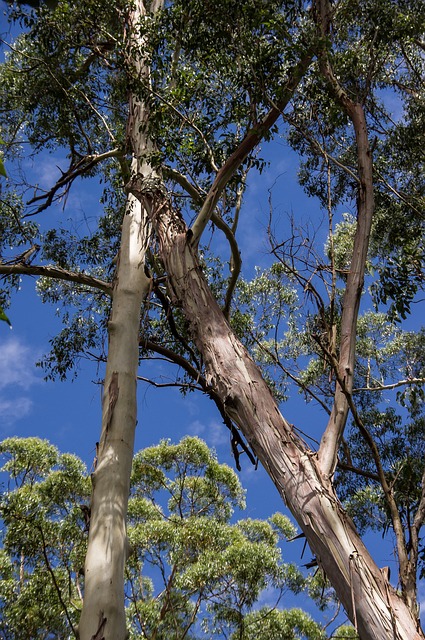Gum Tree Assessment